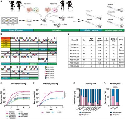 The fecal microbiota from children with autism impact gut metabolism and learning and memory abilities of <mark class="highlighted">honeybees</mark>